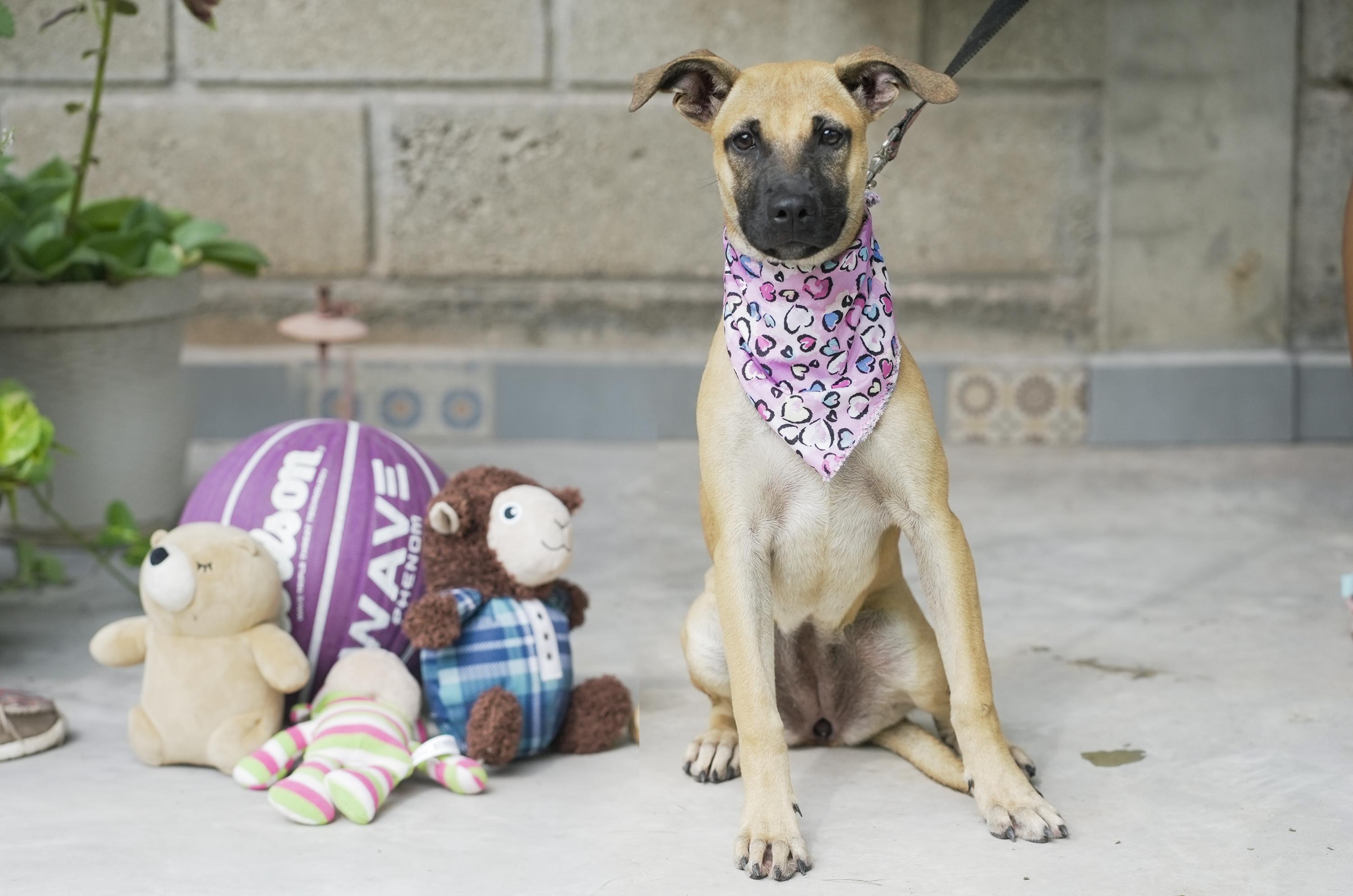 Kia, a Adoptable mixed breed in nanaimo, BC image 1/5