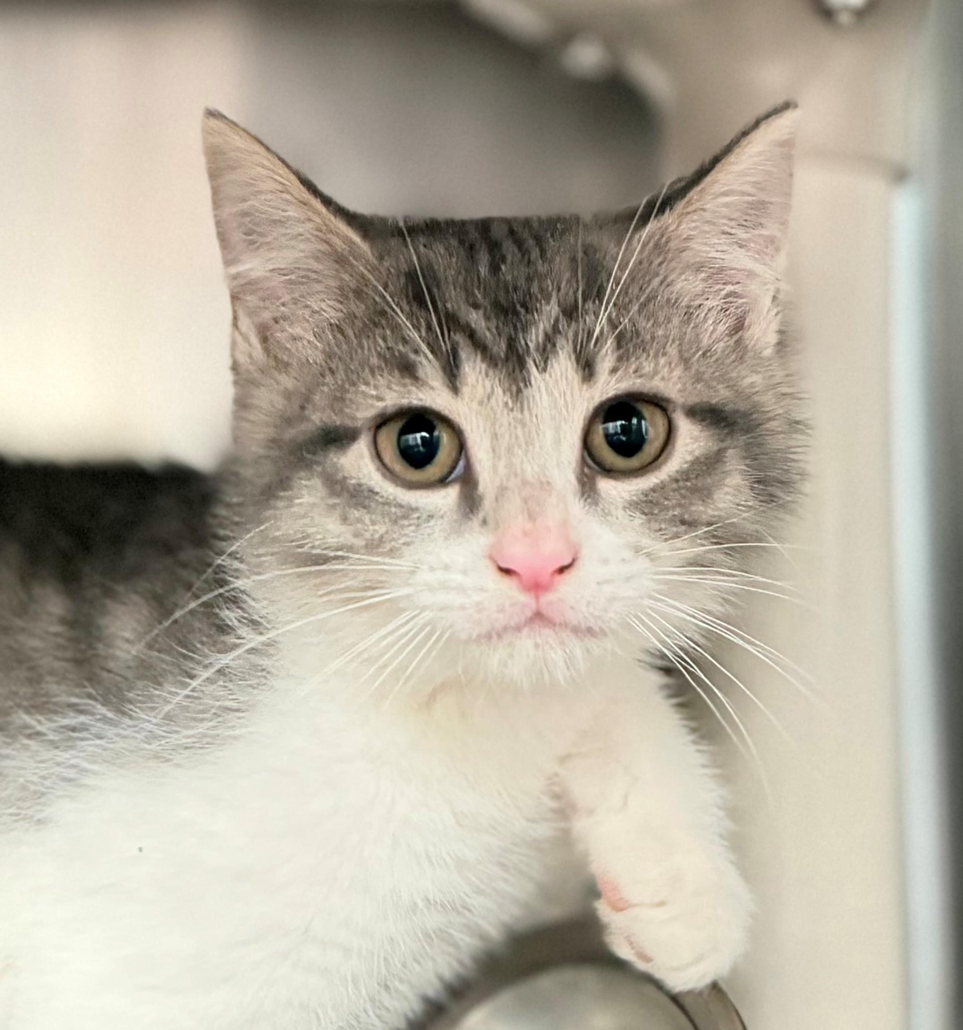 Chandler, adoptable, Kitten Female Domestic Short Hair.
