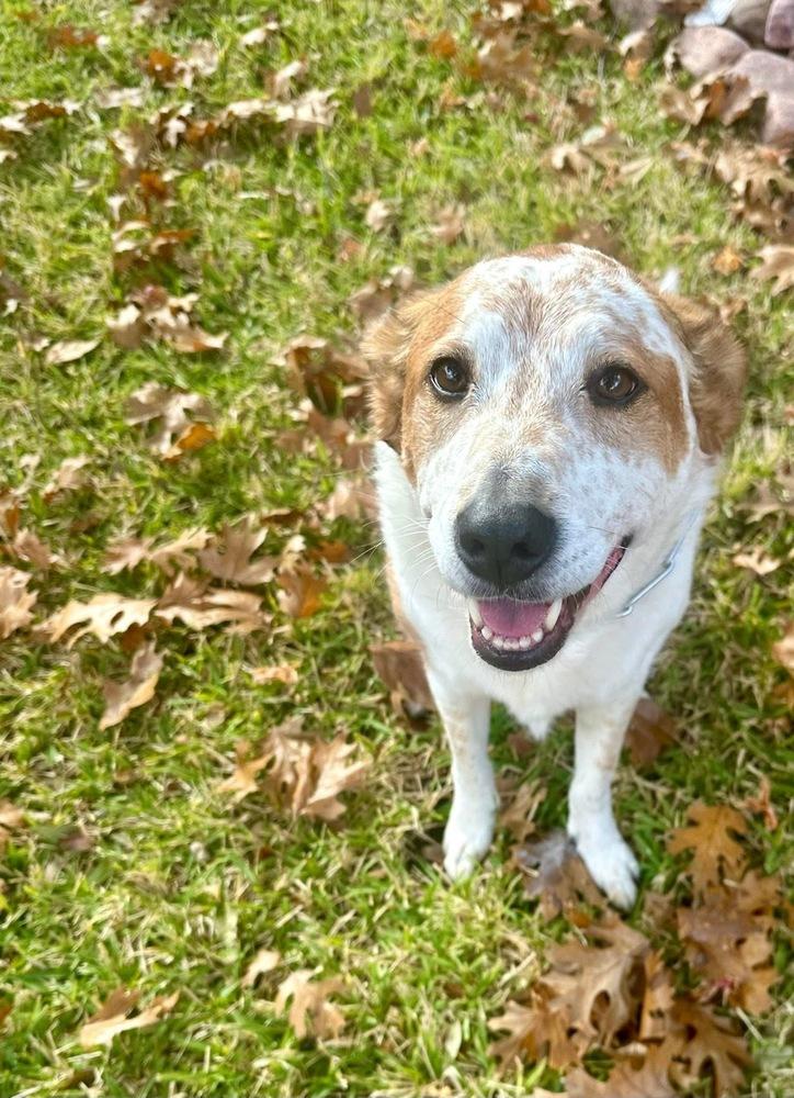 25-106 Isabella "Bella", Adoptable, Adult Female Australian Cattle Dog / Blue Heeler.