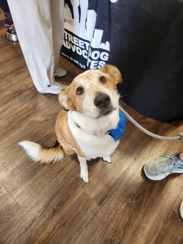 Enlarge 25-106 Isabella "Bella", a Adoptable mixed breed in Richardson, TX image 2/6