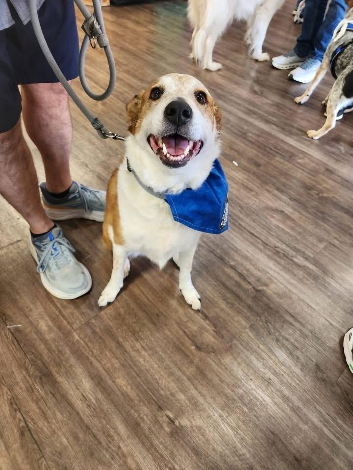 Enlarge 25-106 Isabella "Bella", a Adoptable mixed breed in Richardson, TX image 3/6