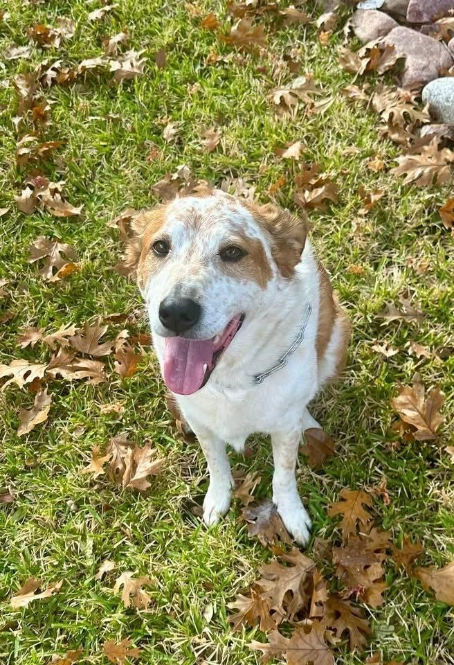 Enlarge 25-106 Isabella "Bella", a Adoptable mixed breed in Richardson, TX image 2/4