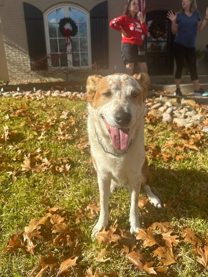 Enlarge 25-106 Isabella "Bella", a Adoptable mixed breed in Richardson, TX image 3/4