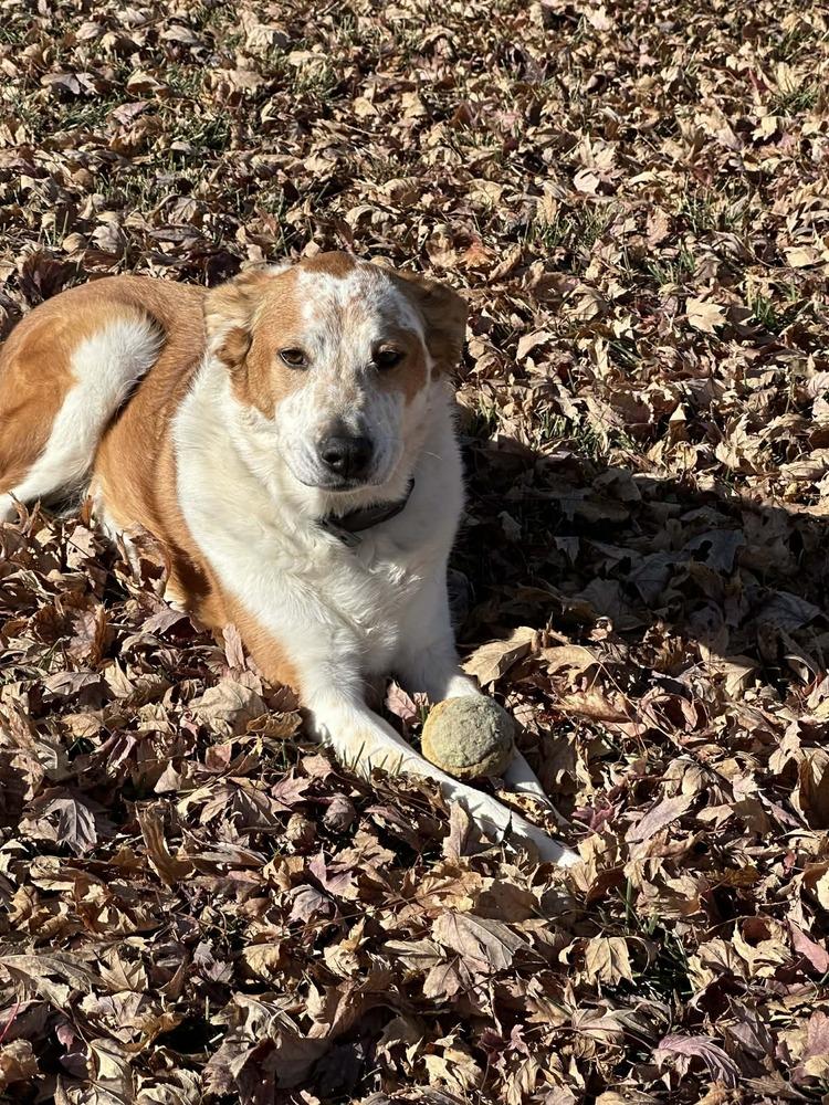 Enlarge 25-106 Isabella "Bella", a Adoptable mixed breed in Richardson, TX image 4/4