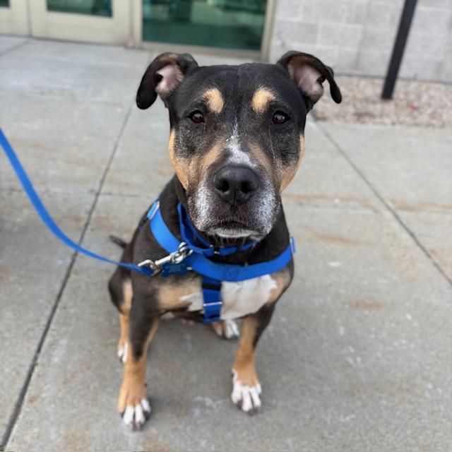 Enlarge XENA, a Adoptable Pit Bull Terrier in Boston, MA image 1/1