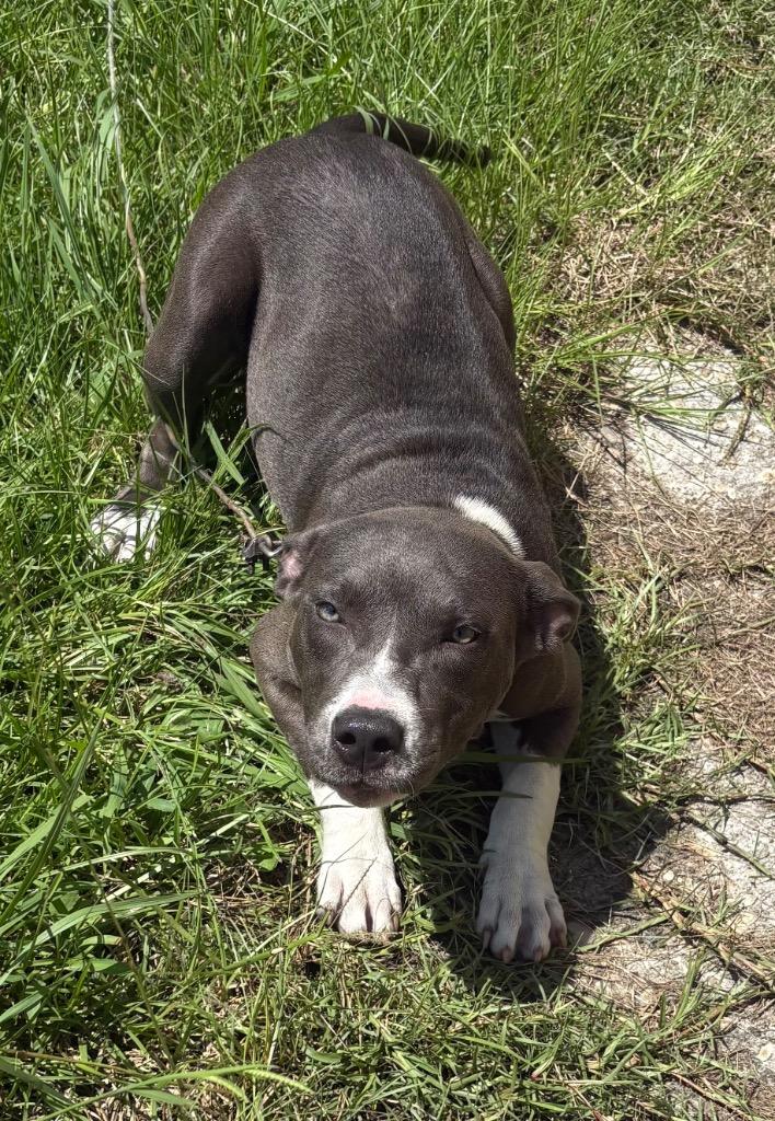 Stimpy, Adoptable, Puppy Female American Bully.