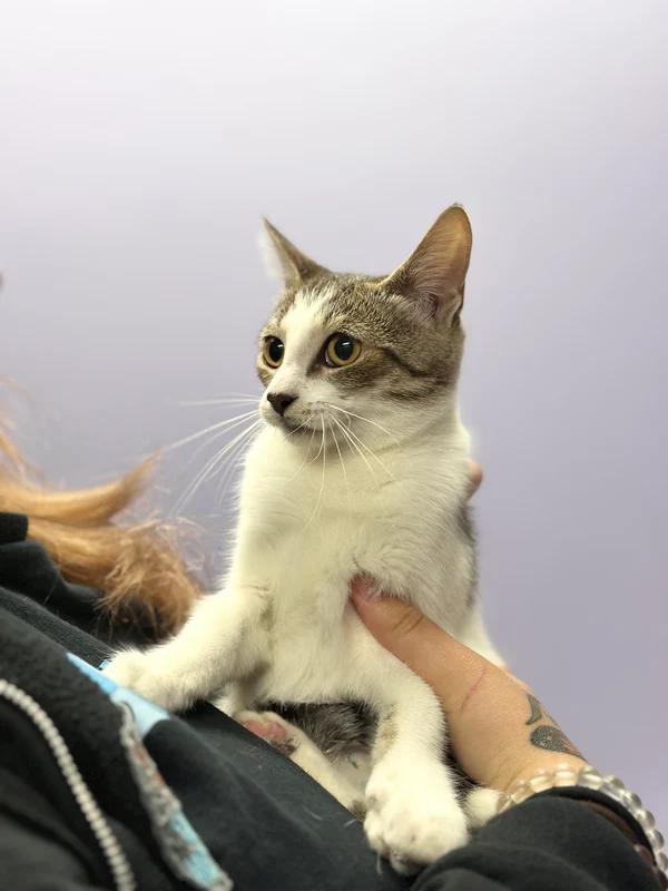 Enlarge Freda, a Adoptable Domestic Short Hair in Hamilton, ON image 2/3