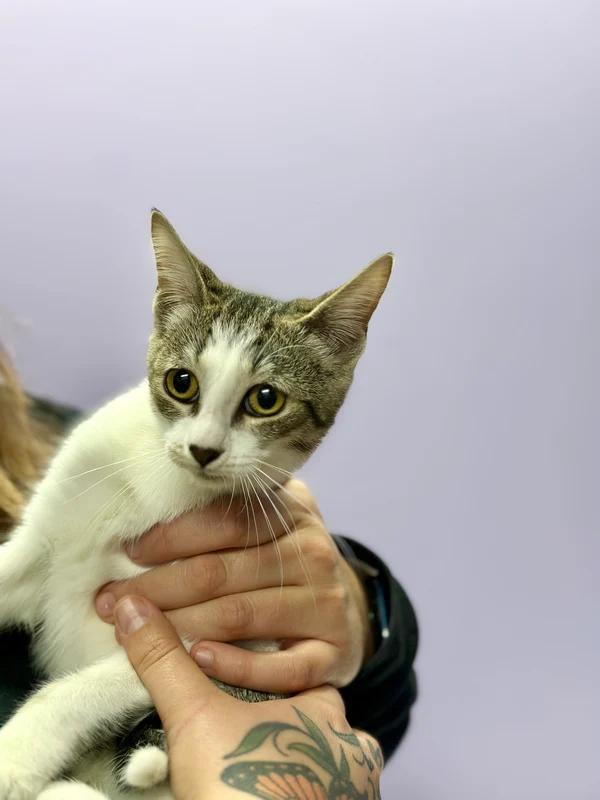 Enlarge Freda, a Adoptable Domestic Short Hair in Hamilton, ON image 3/3