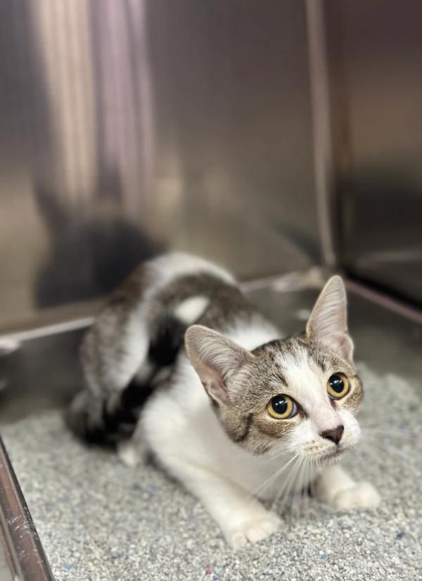 Enlarge Freda, a Adoptable Domestic Short Hair in Hamilton, ON image 1/3