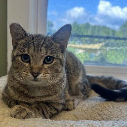 Huffman, Adoptable, Adult Female Domestic Short Hair & Domestic Short Hair.