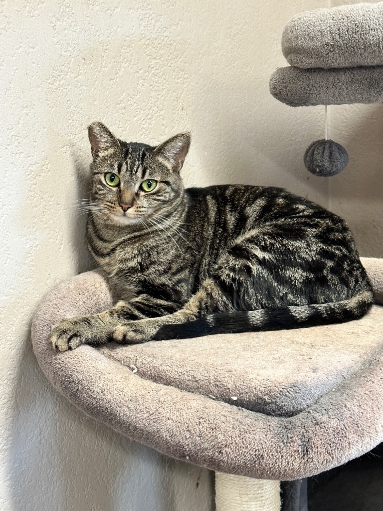 Enlarge Mackenzie, a Adoptable Domestic Short Hair in Mira Loma, CA image 2/3