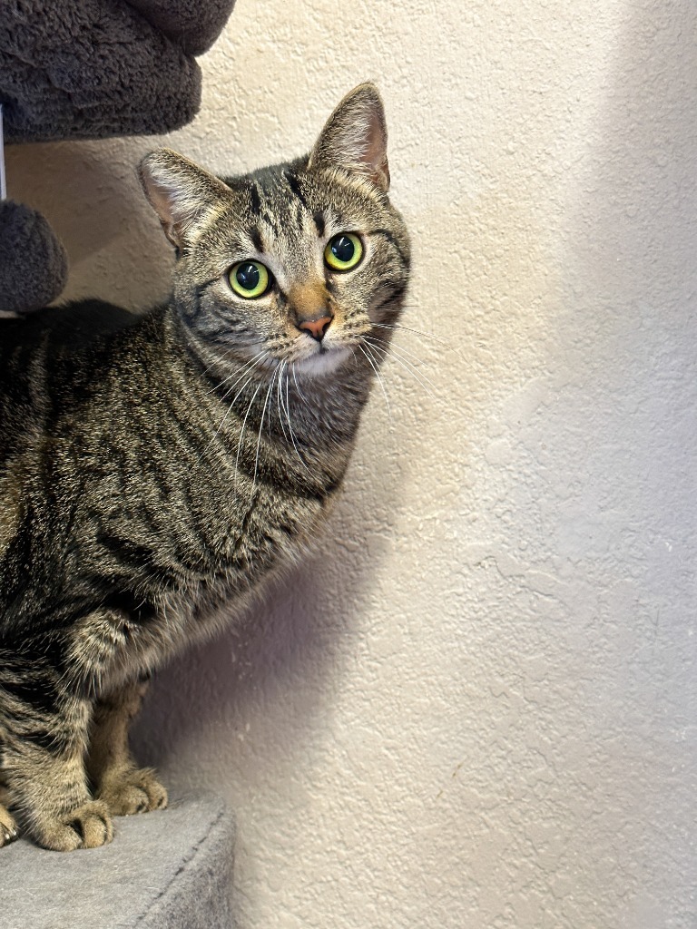 Enlarge Mackenzie, a Adoptable Domestic Short Hair in Mira Loma, CA image 3/3
