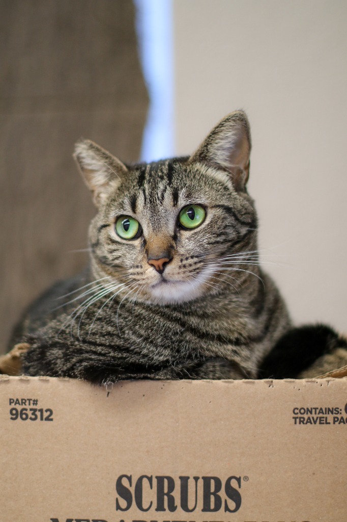 Enlarge Mackenzie, a Adoptable Domestic Short Hair in Mira Loma, CA image 1/3