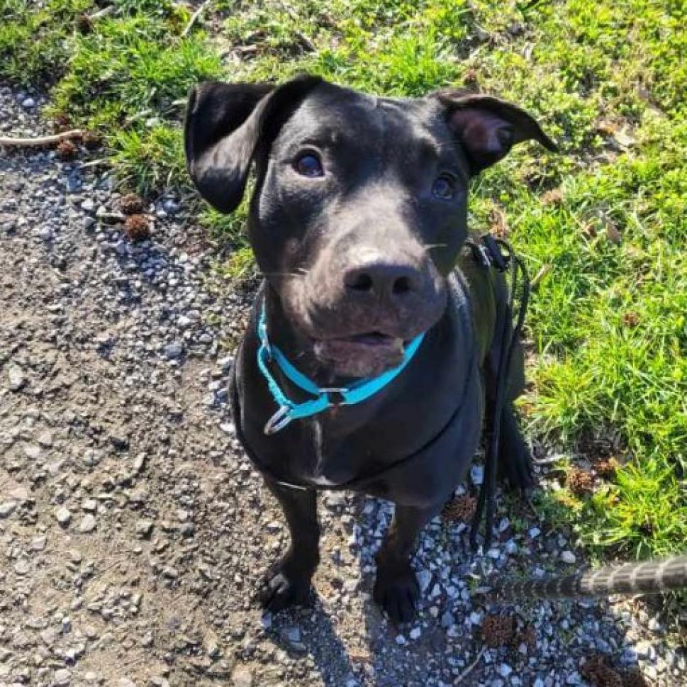 Rosie, Adoptable, Adult Female Black Labrador Retriever.