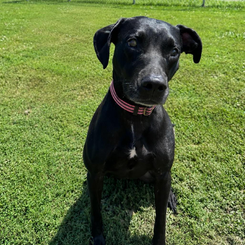 Rosie, Adoptable, Adult Female Black Labrador Retriever & Mixed Breed.