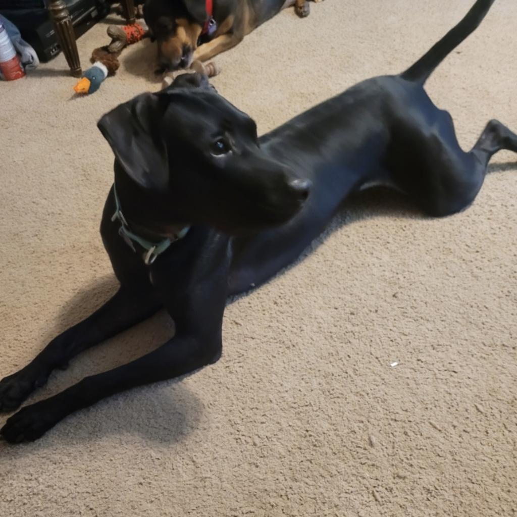 Rosie, a Adoptable mixed breed in Mount Vernon, IN image 3/6