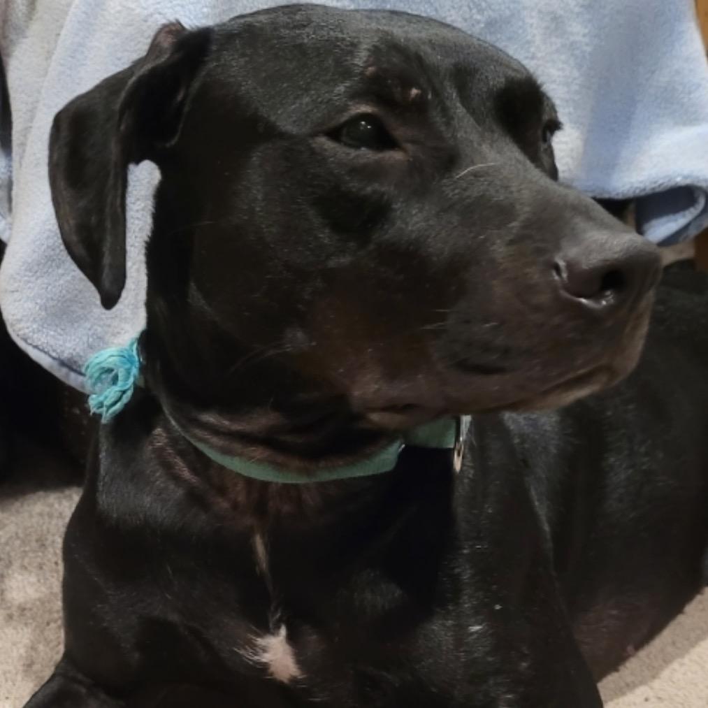 Rosie, Adoptable, Adult Female Black Labrador Retriever.