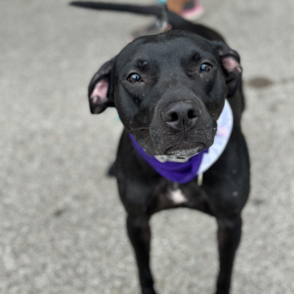 Rosie, Adoptable, Adult Female Black Labrador Retriever.