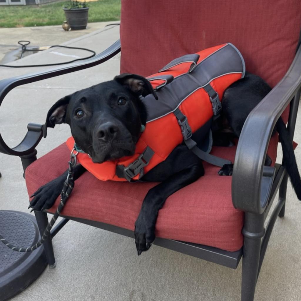 Rosie, a Adoptable mixed breed in Mount Vernon, IN image 5/6