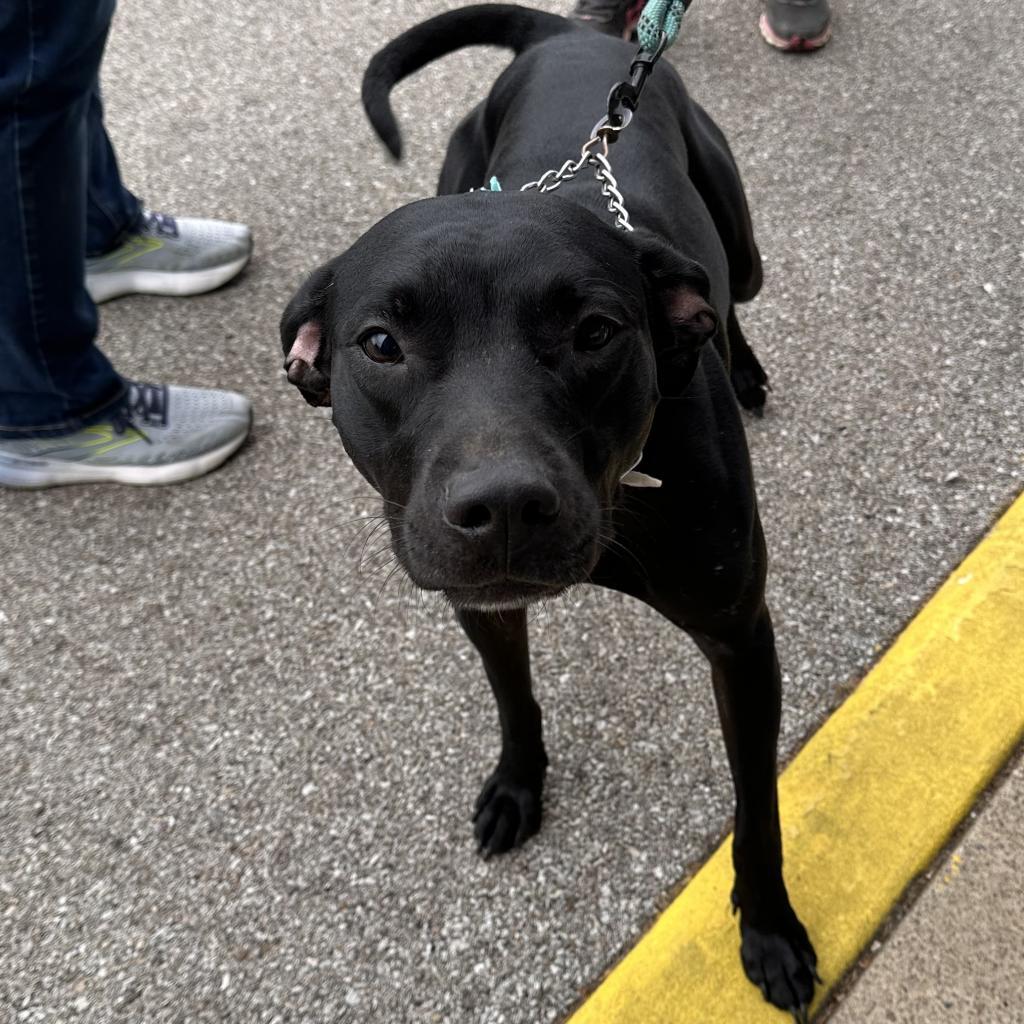 Rosie, a Adoptable mixed breed in Mount Vernon, IN image 6/6