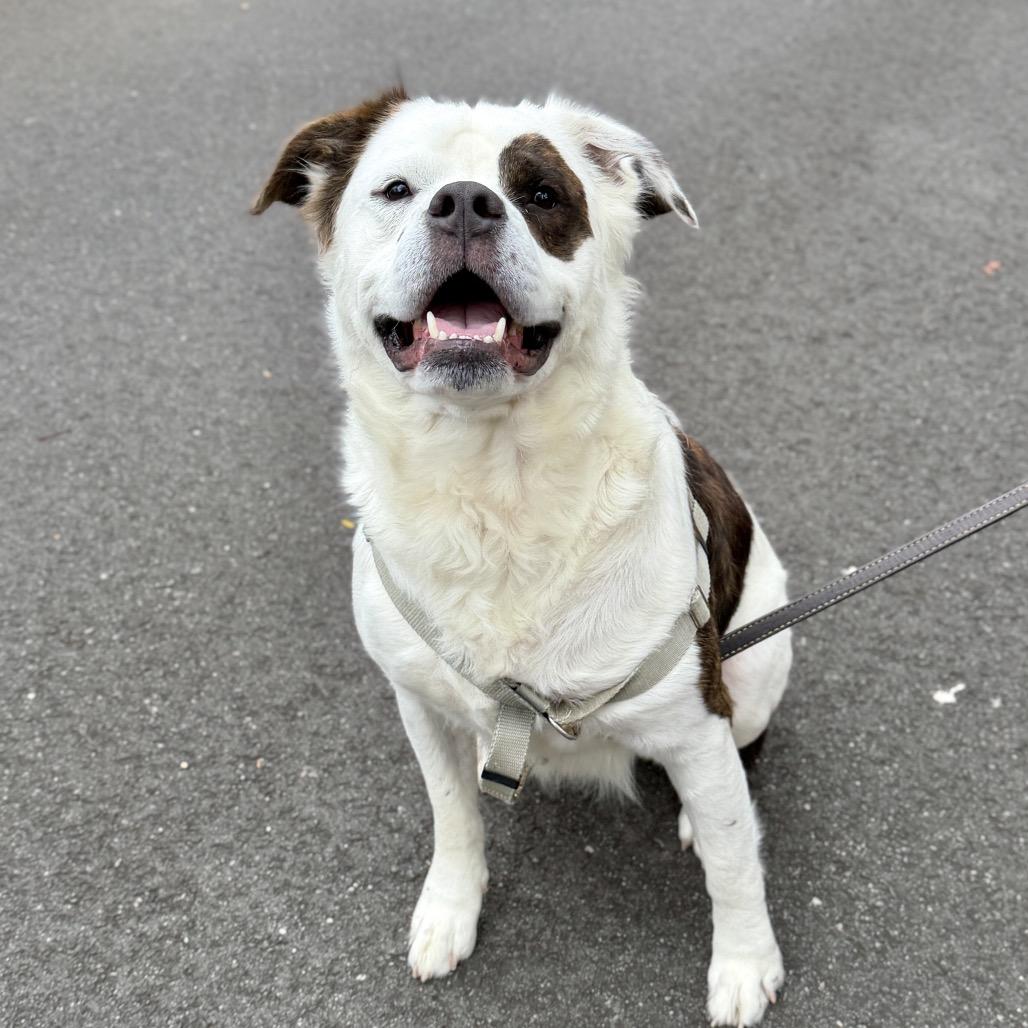 Enlarge Big Ben, a Adoptable Saint Bernard in East Hampton, NY image 1/5