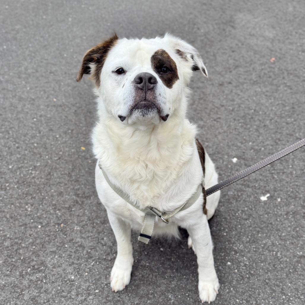 Enlarge Big Ben, a Adoptable Saint Bernard in East Hampton, NY image 3/5