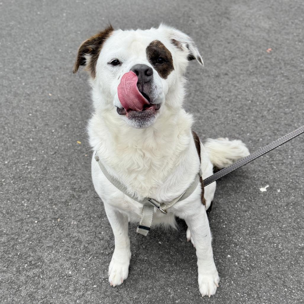 Enlarge Big Ben, a Adoptable Saint Bernard in East Hampton, NY image 4/5