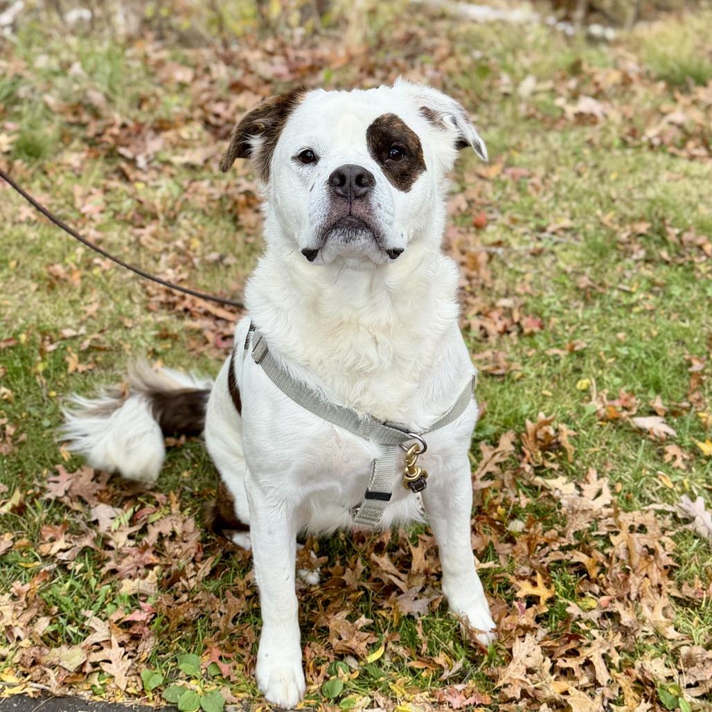 Enlarge Big Ben, a Adoptable Saint Bernard in East Hampton, NY image 5/5