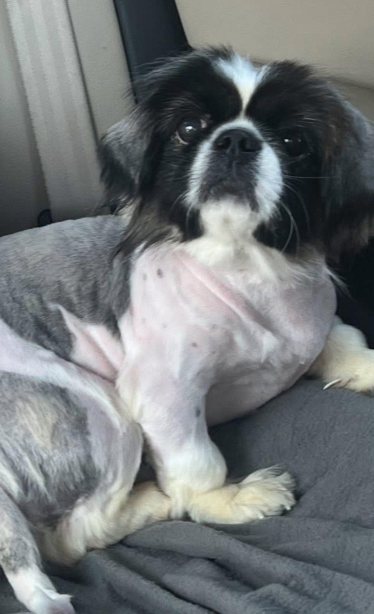 Mistie, an adoptable Pekingese in Henderson, NV, 89044 | Photo Image 2