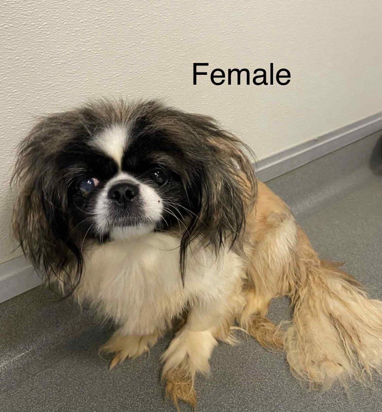 Enlarge Mistie, an adopted Pekingese in Henderson, NV image 3/3