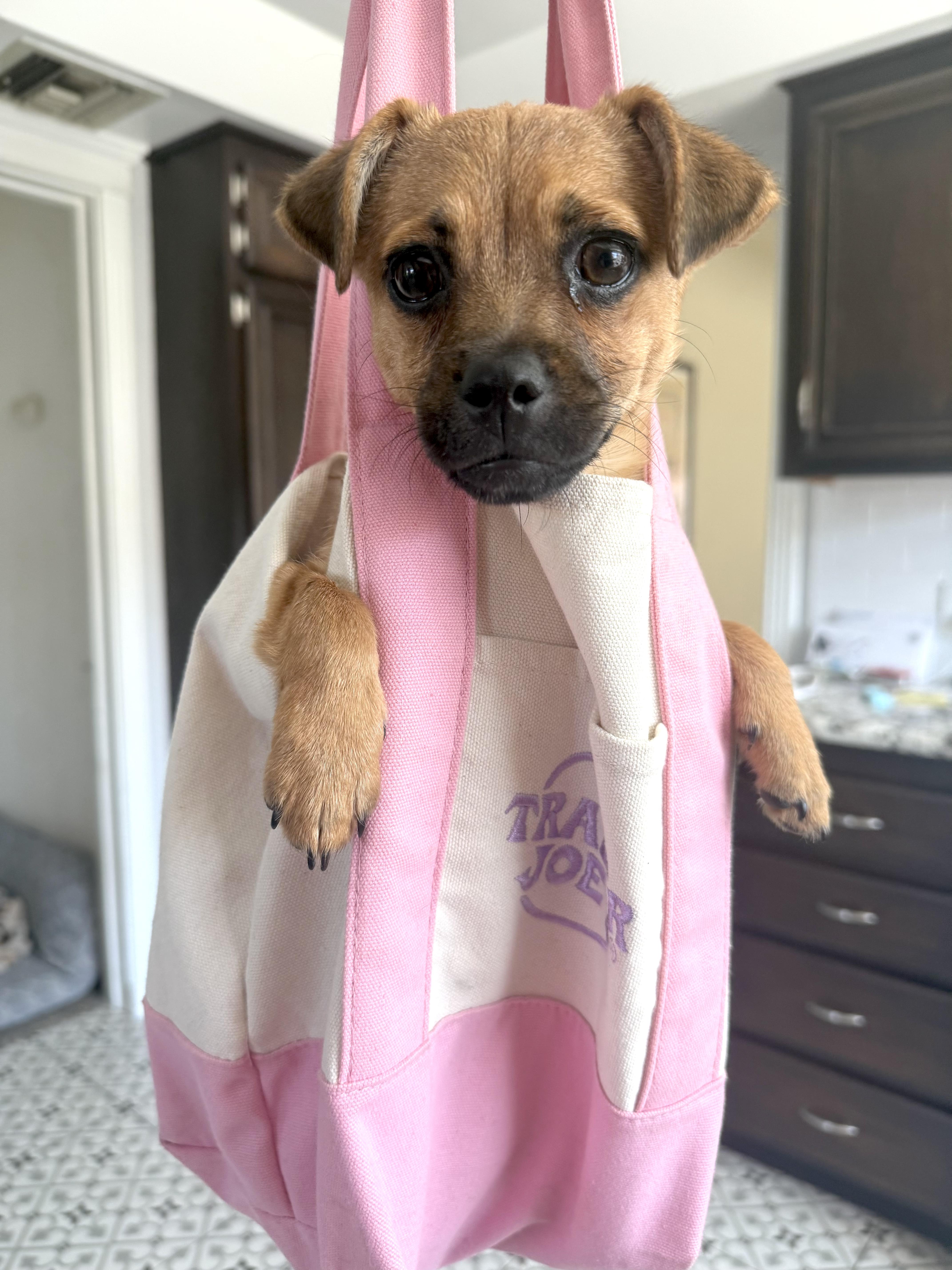 Enlarge Mouse, an adopted mixed breed in Sun Valley, CA image 4/6