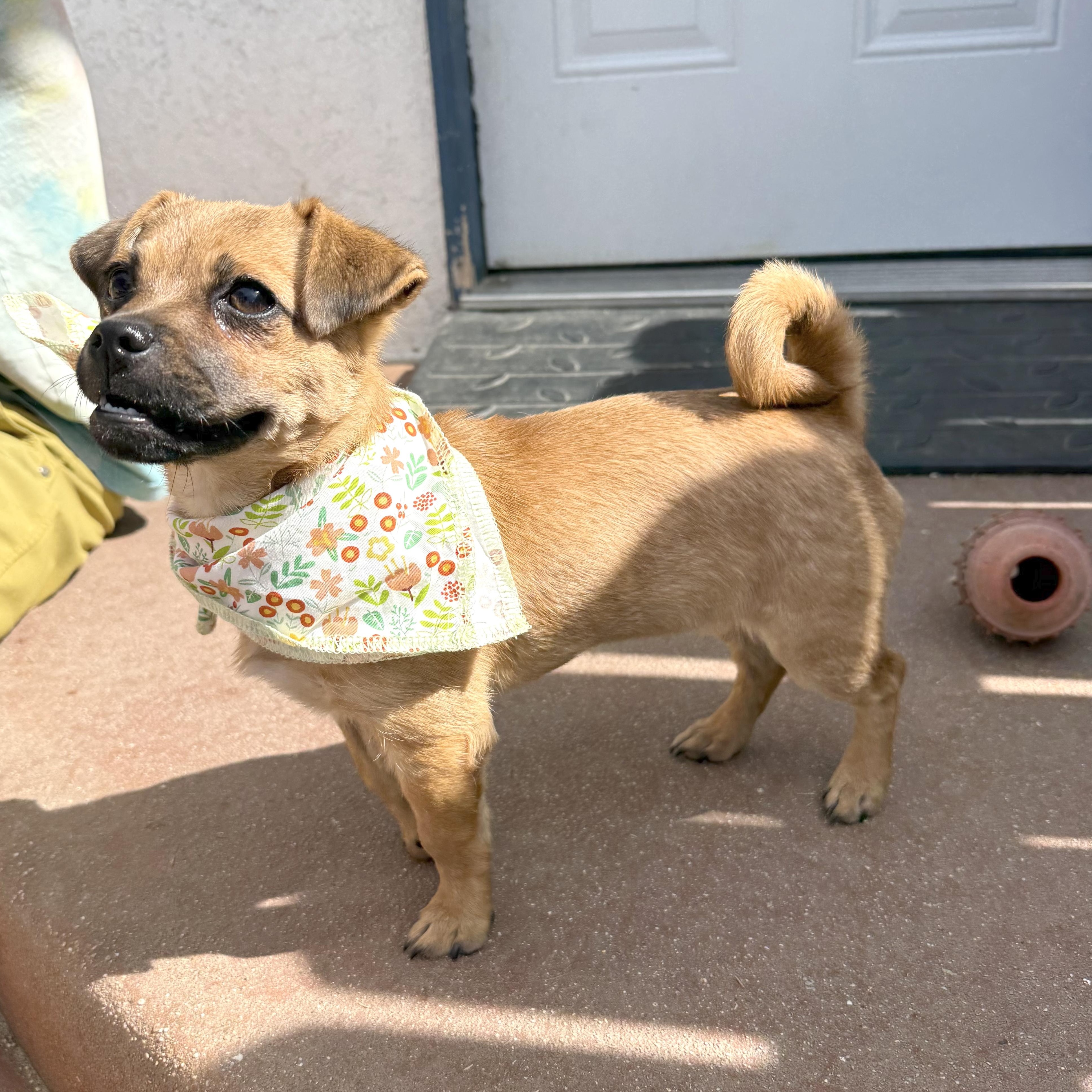 Enlarge Mouse, an adopted mixed breed in Sun Valley, CA image 1/6