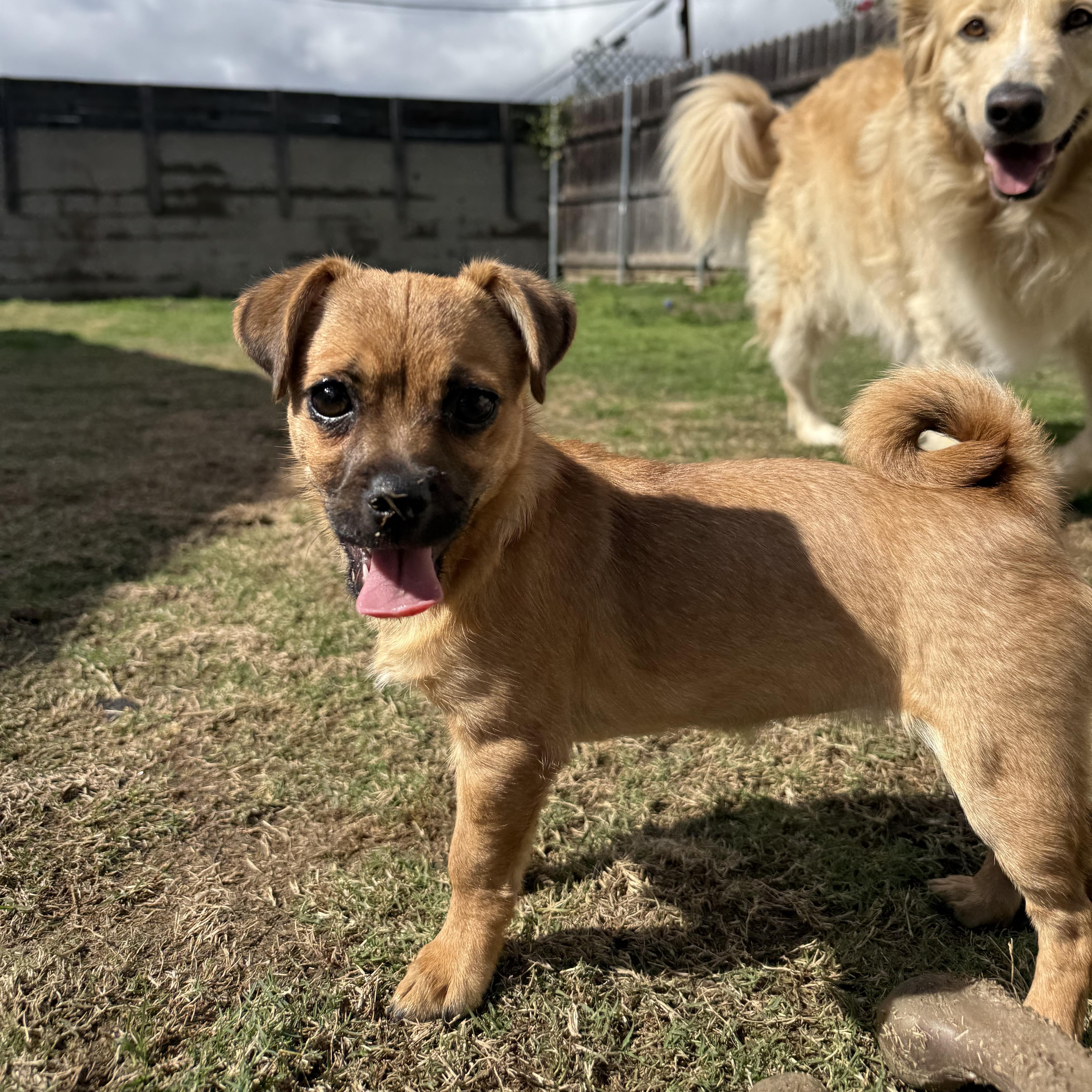 Enlarge Mouse, a Adoptable mixed breed in Sun Valley, CA image 4/6