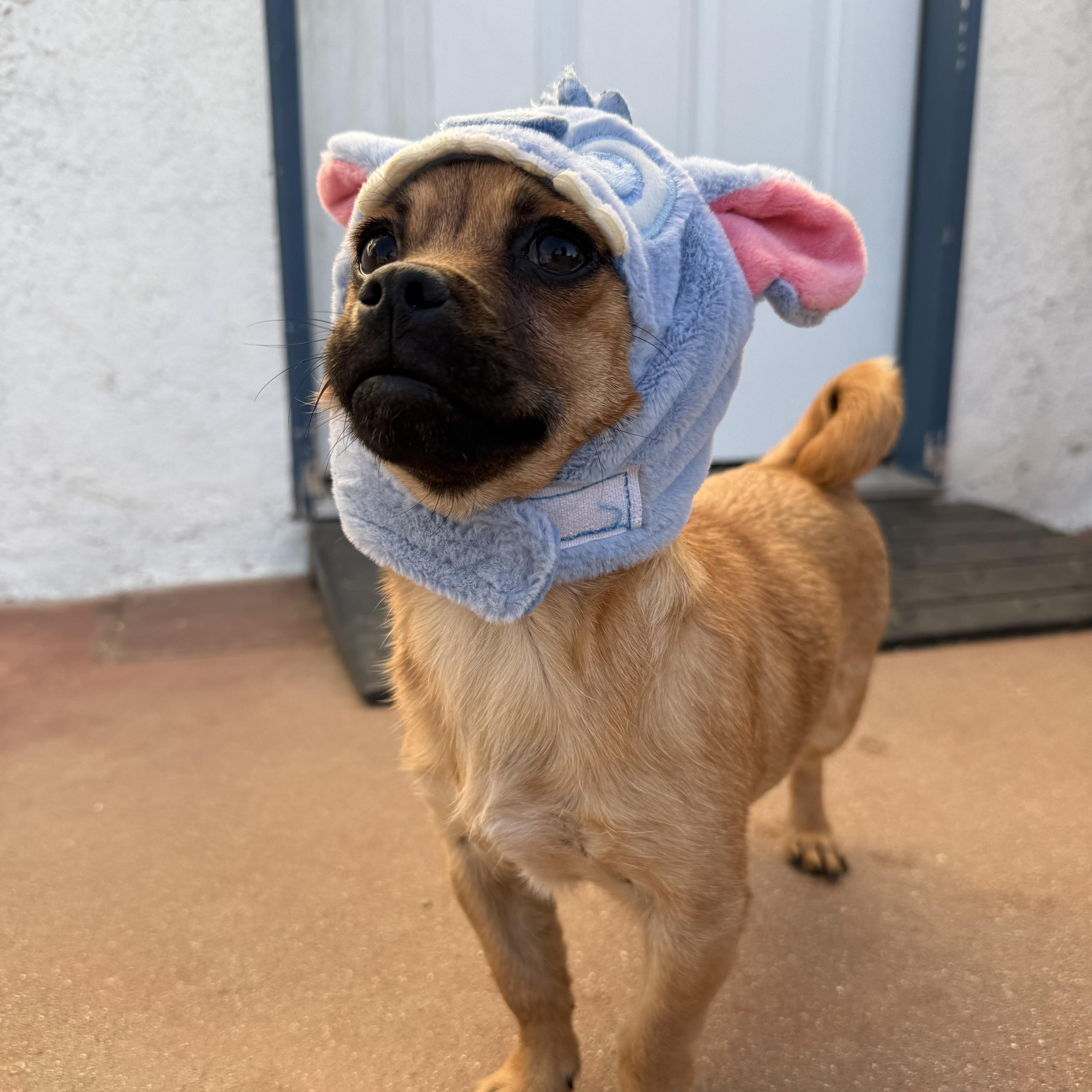 Enlarge Mouse, a Adoptable mixed breed in Sun Valley, CA image 3/6