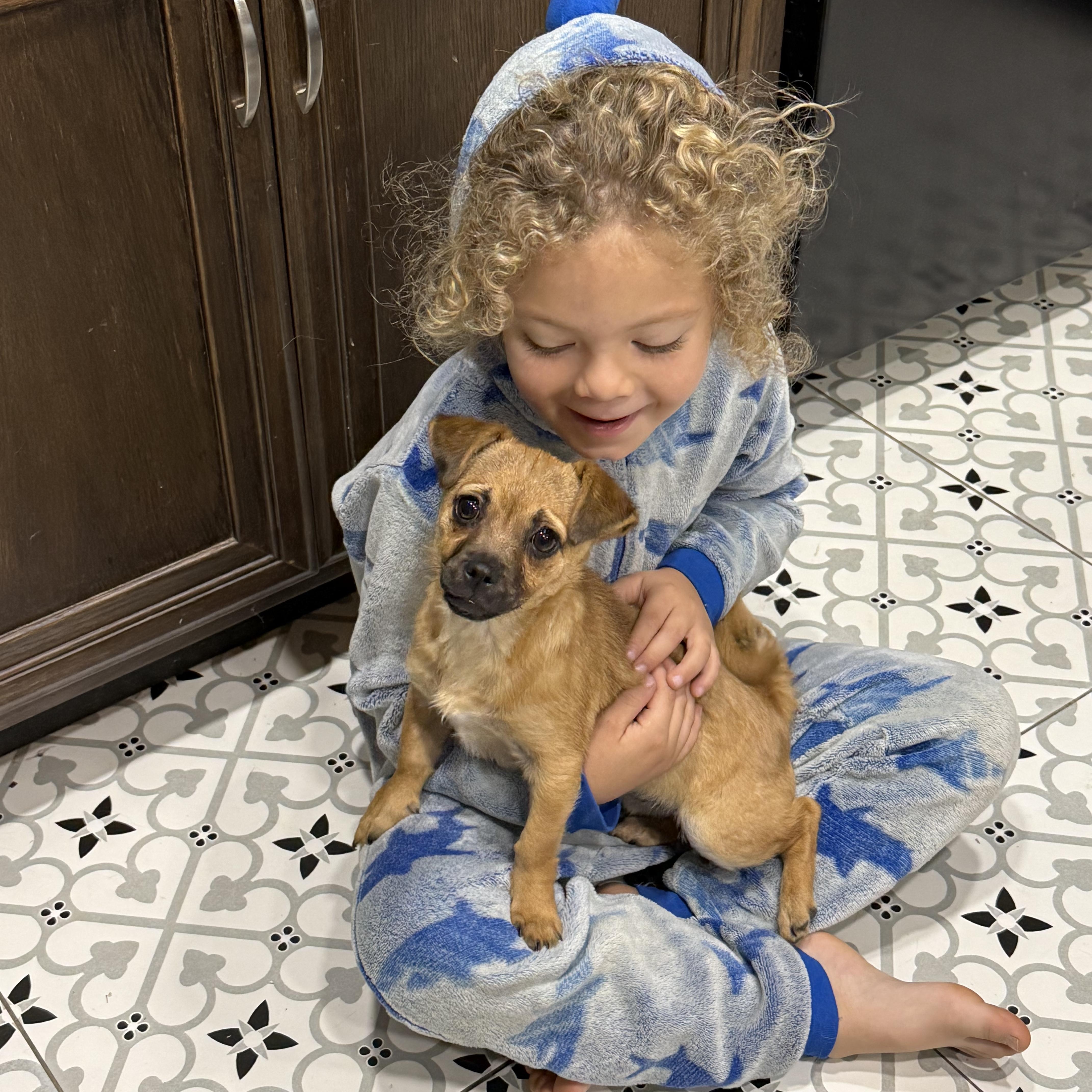 Enlarge Mouse, a Adoptable mixed breed in Sun Valley, CA image 5/6