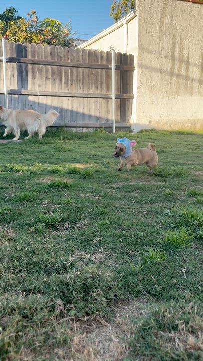 Enlarge Mouse, a Adoptable mixed breed in Sun Valley, CA video 6/6