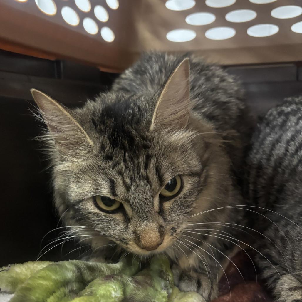 Honeybee, Adoptable, Adult Female Domestic Medium Hair.