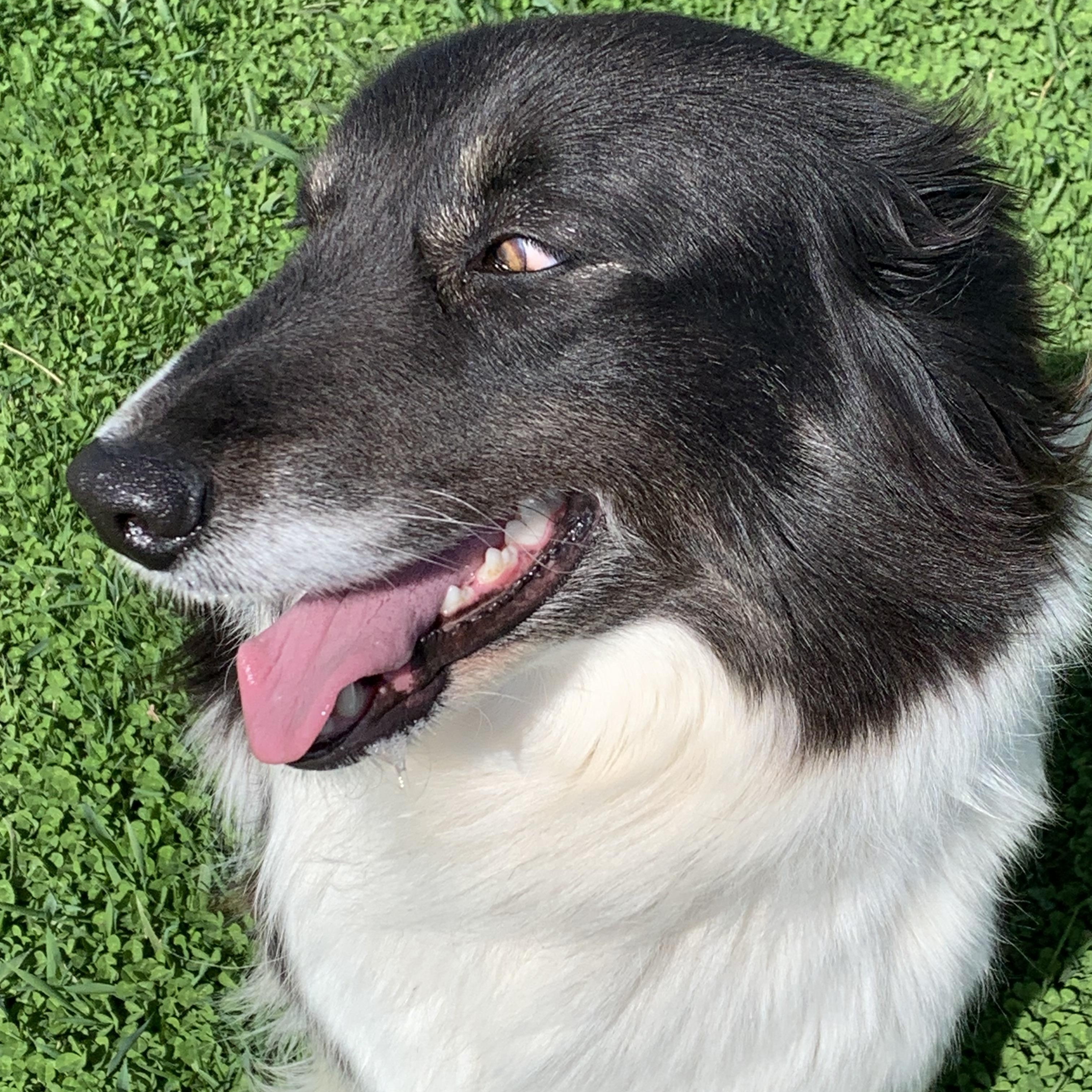 Enlarge SIS, a Adoptable Border Collie in Elkton, MI image 1/3