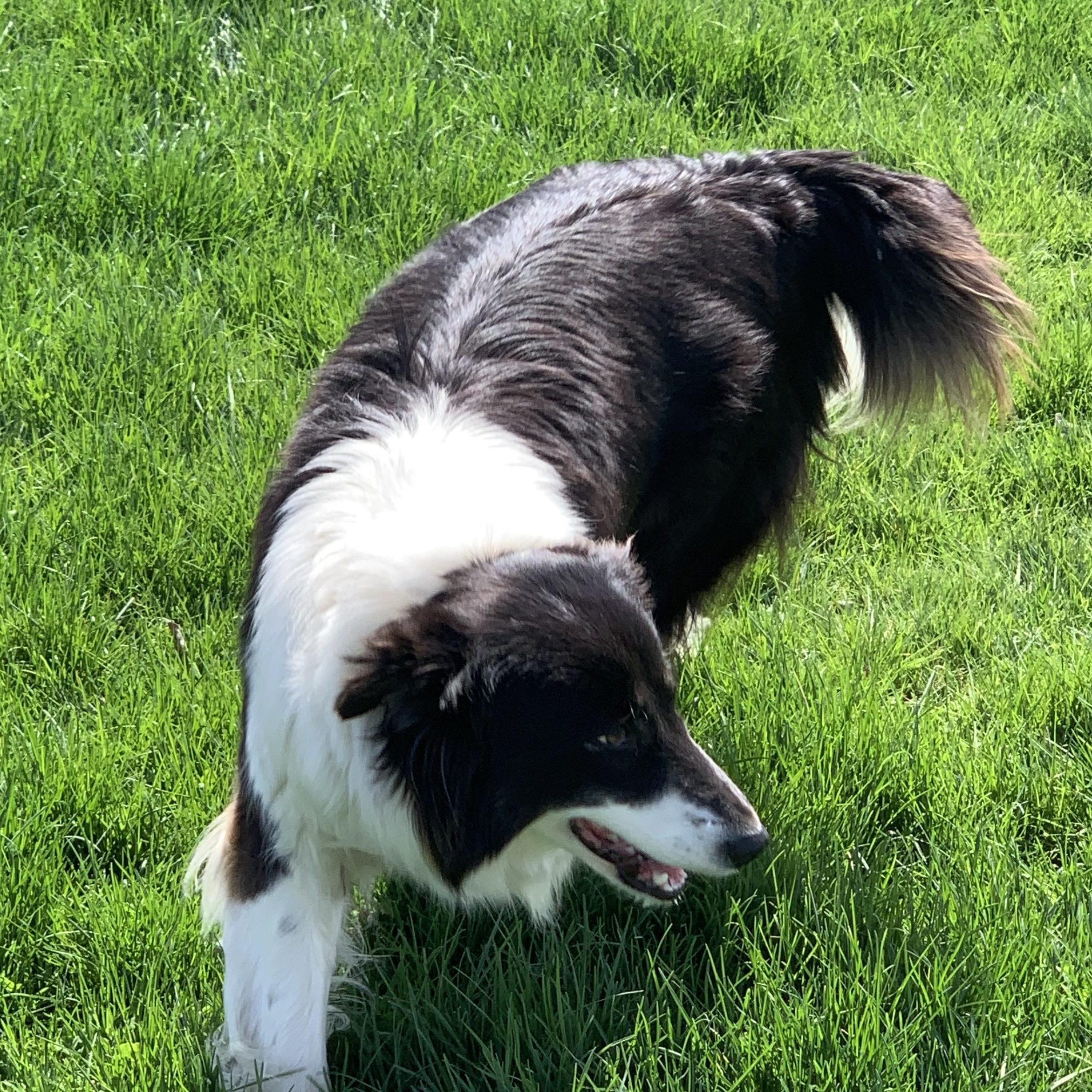 SIS, Adoptable, Adult Female Border Collie.