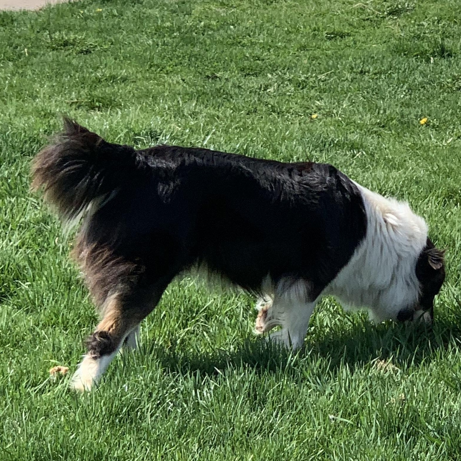 Enlarge SIS, a Adoptable Border Collie in Elkton, MI image 3/3