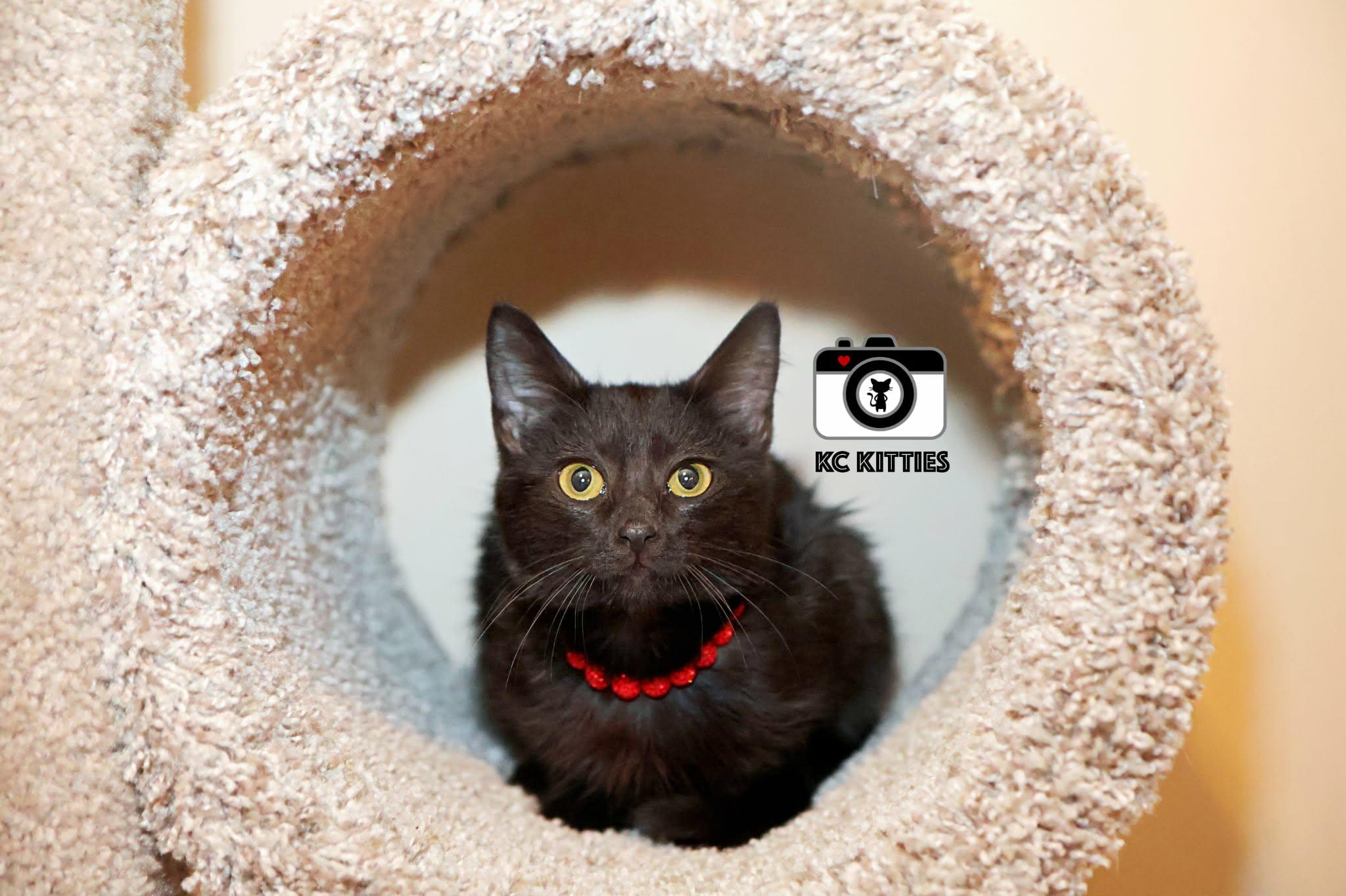 Enlarge Chevelle, a ADOPTABLE Domestic Short Hair in Overland Park, KS image 3/4