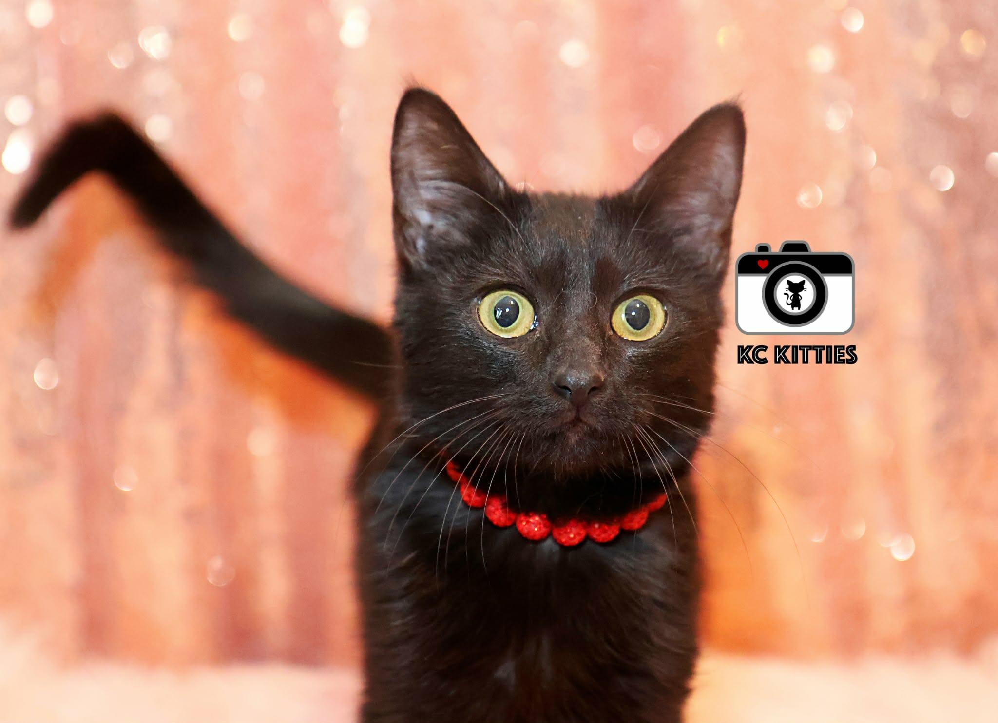 Enlarge Chevelle, a ADOPTABLE Domestic Short Hair in Overland Park, KS image 4/4