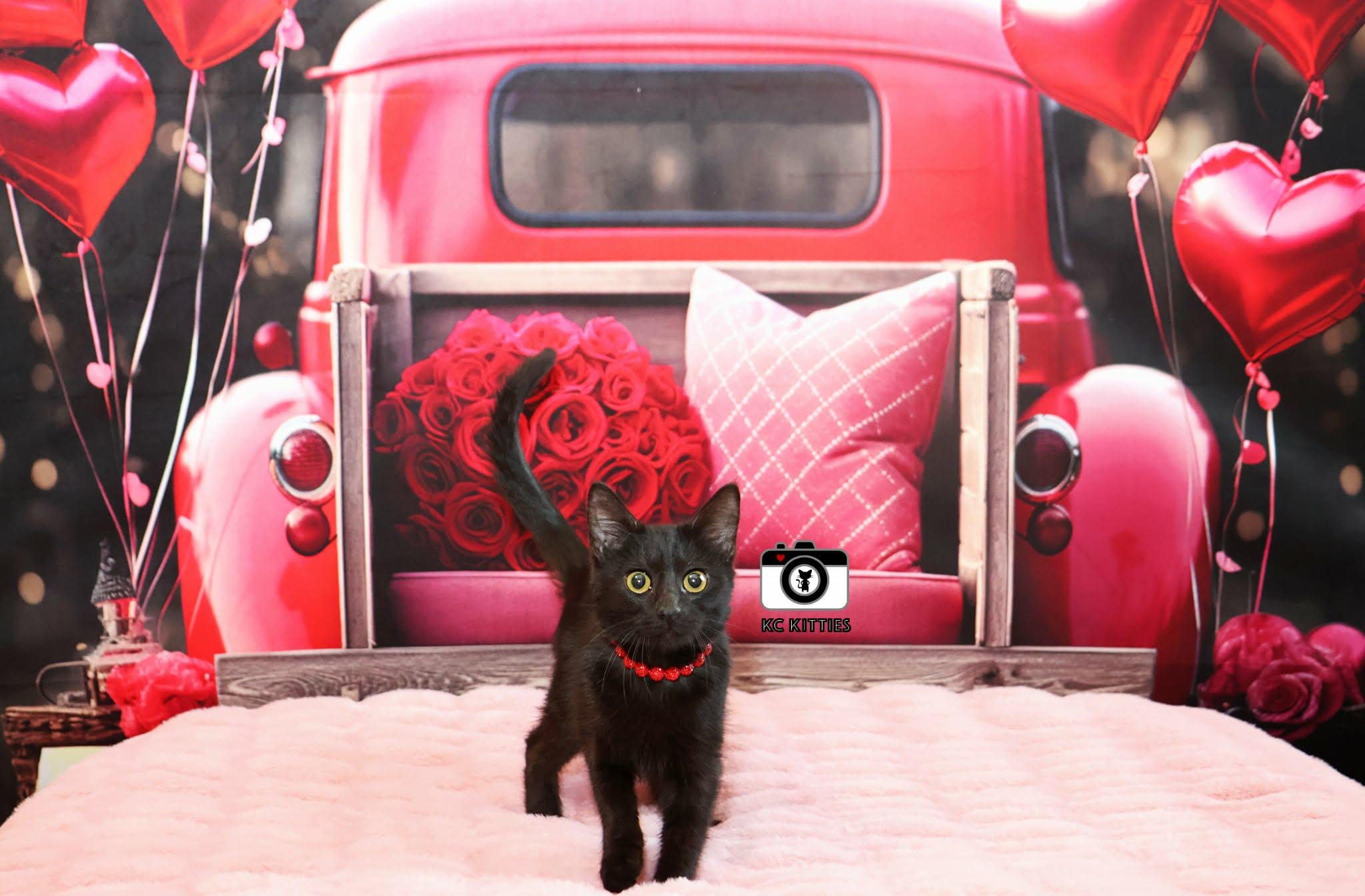 Chevelle, ADOPTABLE, Kitten Female Domestic Short Hair.