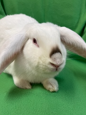 Enlarge Bubbles, an adoptable mixed breed in Haltom City, TX image 3/5
