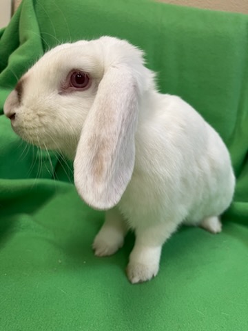 Enlarge Bubbles, an adoptable mixed breed in Haltom City, TX image 5/5