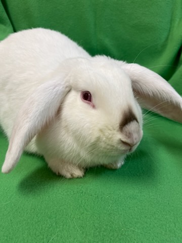 Bubbles, Adoptable, Young Female Lop Eared.