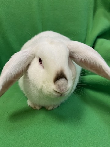 Enlarge Bubbles, an adoptable mixed breed in Haltom City, TX image 4/5