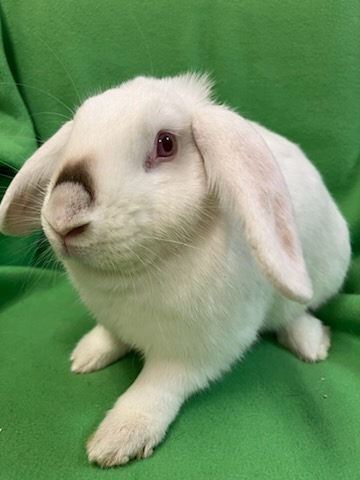 Enlarge Bubbles, an adoptable mixed breed in Haltom City, TX image 2/5