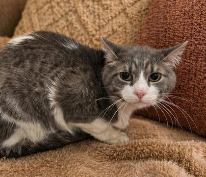 Kramer, a Adoptable mixed breed in Elk Grove Village, IL image 1/3