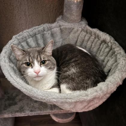 Kramer, a Adoptable mixed breed in Elk Grove Village, IL image 2/3